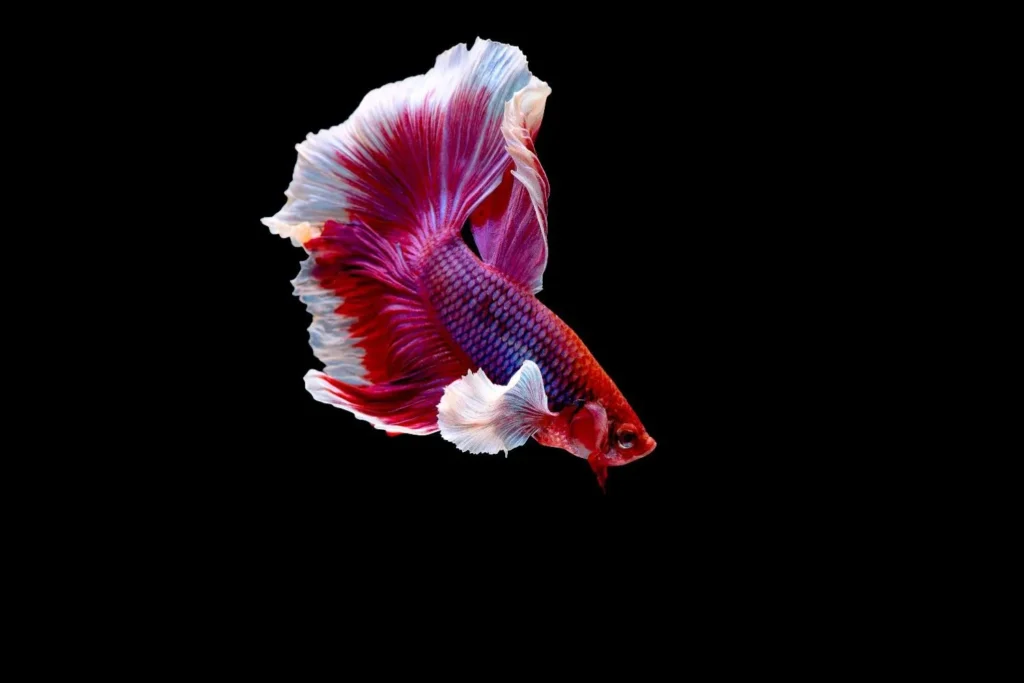 pink betta fish