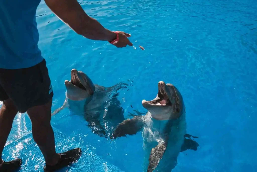 Does Clearwater Aquarium Require a License to Work