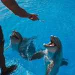 Does Clearwater Aquarium Require a License to Work